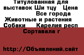 Титулованная для выставок Ши-тцу › Цена ­ 100 000 - Все города Животные и растения » Собаки   . Карелия респ.,Сортавала г.